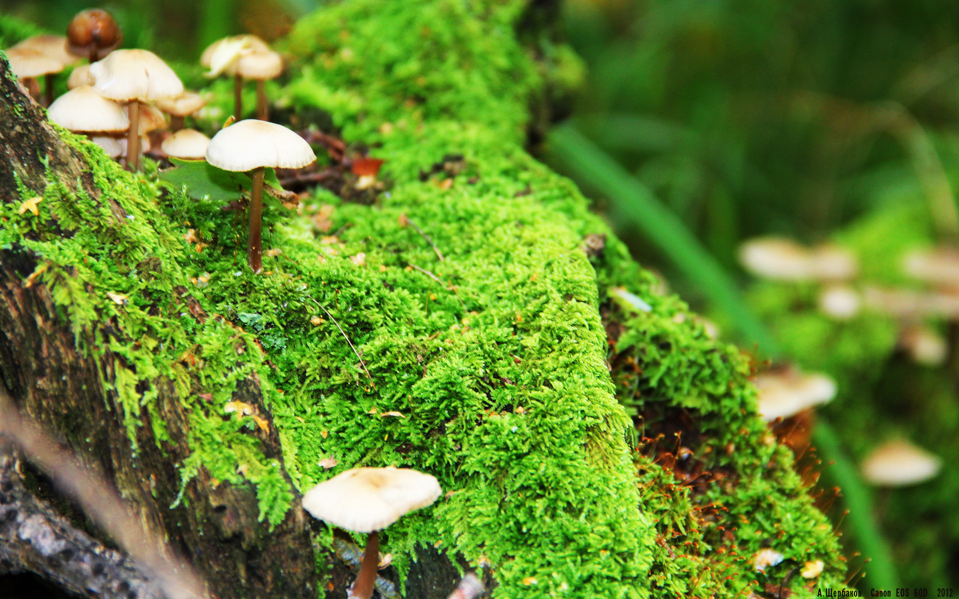 跨界狂想，当内马尔在NBA季后赛接管比赛，巴拉圭却在足球场斩落马里