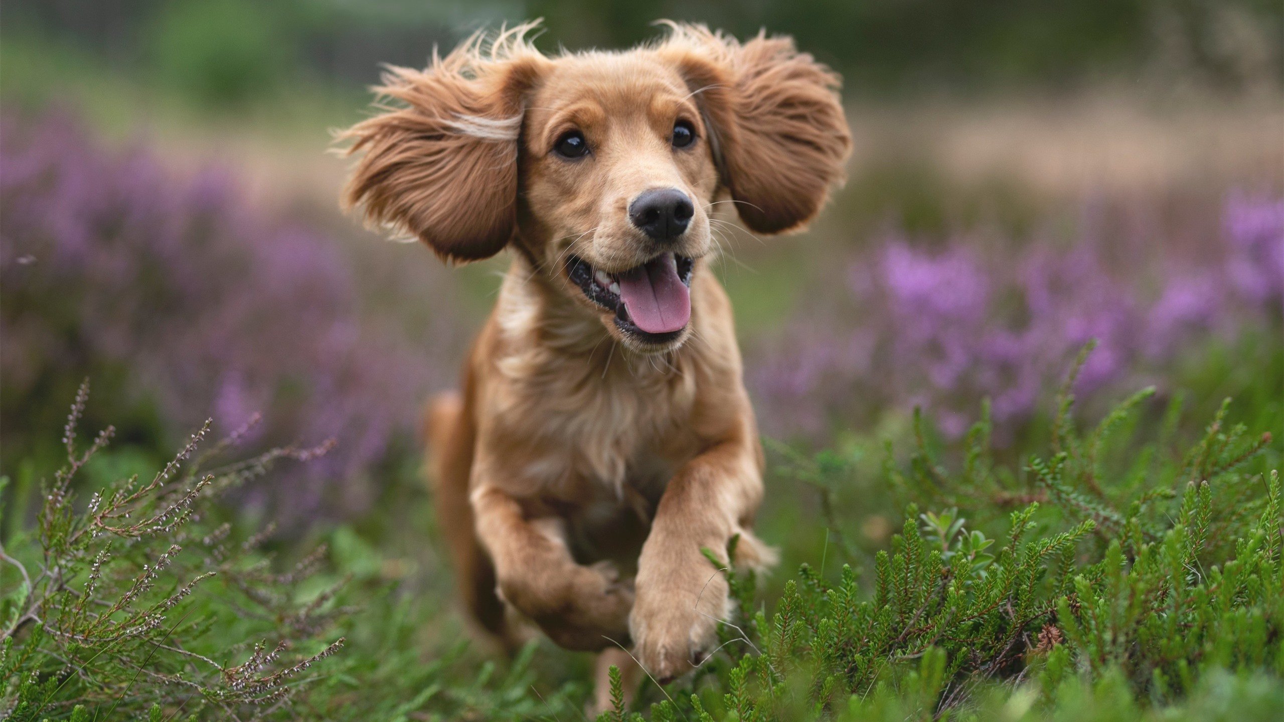 跨界之战,广厦生死局映照英超争冠,西亚卡姆式接管启示录